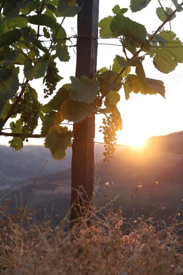 Quinta Vale De Lobos Bed & Breakfast Folgosa  ภายนอก รูปภาพ